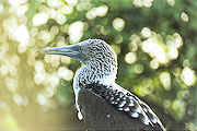Picture 'Eq1_25_16 Blue Footed Booby, Galapagos, Espanola, Punta Suarez'